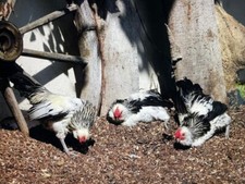 Waldboden-Einstreu für Geflügel und Kleintiere 11kg (ca. 60 Liter)