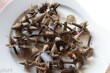 10 Samenstände vom Sonnenhut leer (Kegelform) zum Basteln Deko Floristik Natur