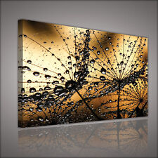 CANVAS WANDBILD LEINWANDBILD BILD FOTO PUSTEBLUME WASSER GOLD TROPFEN  3FX984O1