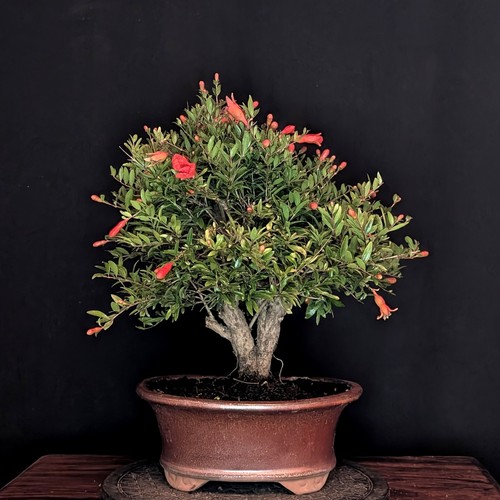 Bonsai granatapfel punica - granatapfel,
