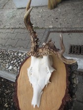 Abnormer Rehbock auf Holzbrett