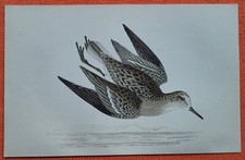 TEMMINCK'S STINT  Temminckstrandläufer  Lithographie 1860 F. O.  Morris