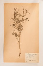 Pressed flower art - flower, 1930er