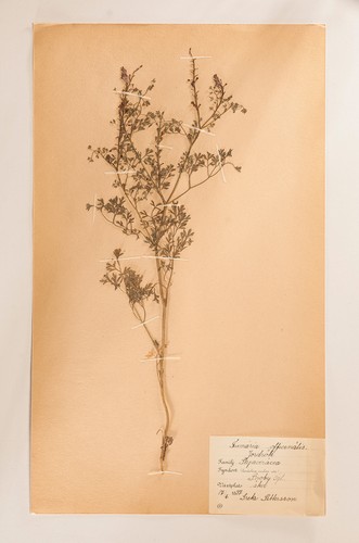 Pressed flower art 1930er - flower,
