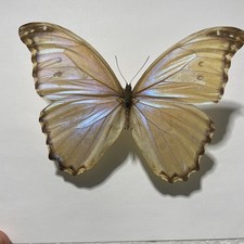Entomologie*Morpho Morpho