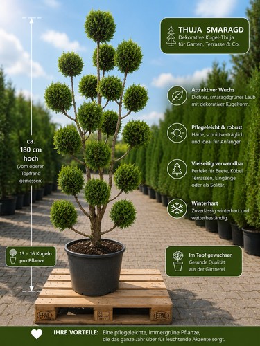 Thuja smaragd formschnitt pong - smaragd,