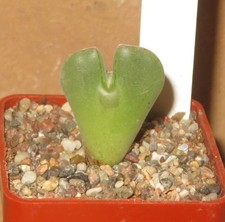 Conophytum Regale Ratelskloof SB793 EB-GY072-T5 Mesembs Sukkulenten