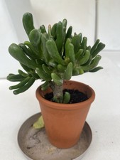 Crassula portulacea Glücksbaum Geldbaum Dickblatt Sukkulente Pfennigbaum