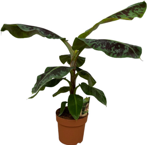 Musa banane cm - banane,