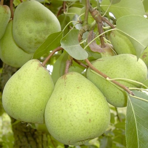 Birnenbaum alexander lucas - alexander,