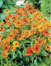 Sonnenbraut helenium waltraud - helenium,