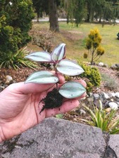 10× Ableger Zebrakraut