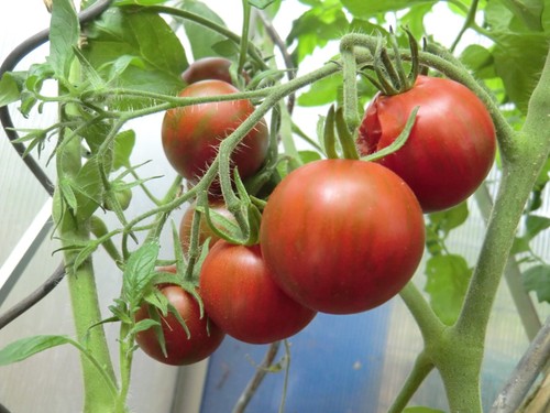 Tomatensamen cocktailtomate - tomatensamen,