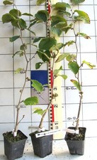 Zaubernuß , "Barmstedt Gold " .,  Zaubernuss, veredelte zuverlässige Sorte !