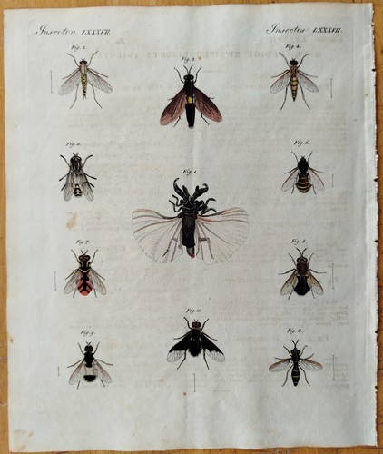 Insekten fliegen bertuch - insekten,