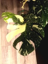 Monstera Deliceosa Thai Constellation Variegata Fensterblatt, große Pflanze