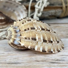 Harpa articularis 7cm echte