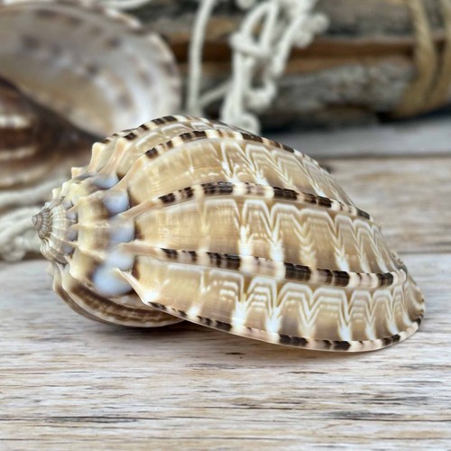Harpa articularis 7cm echte