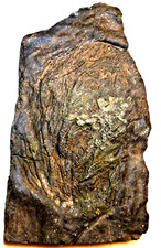 16,5 cm / Lias  Seiocrinus