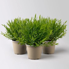 Zimmerbambus, Topf-Ø 12cm, 3 Pflanzen