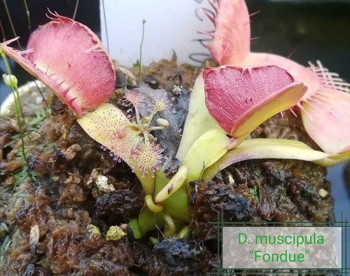 Dionaea muscipula fondue - muscipula, 'fondue'