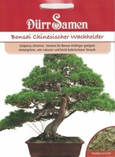 Dürr Bonsai Chinesischer Wacholder Samen ideal für Bonsai-Neueinsteiger  4465