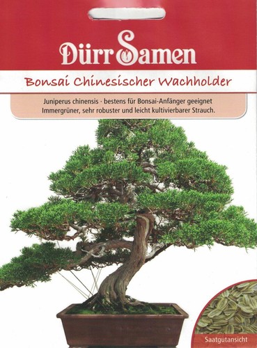 Dürr bonsai chinesischer - bonsai,