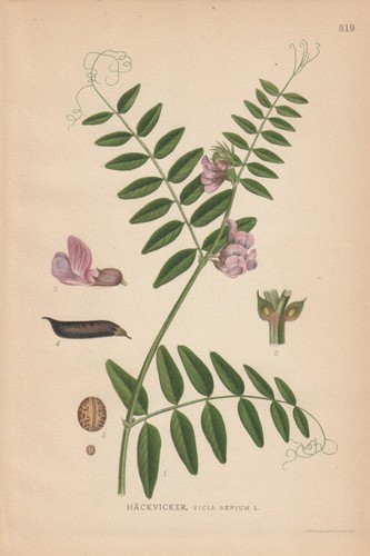 Zottige wicke - (vicia, villosa)