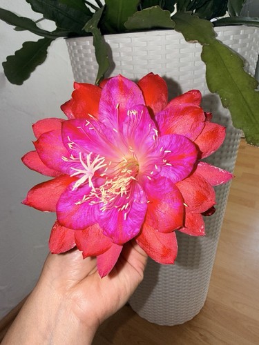 Epiphyllum orchideenkaktus - epiphyllum,