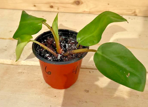 Red emerald philodendron - red,