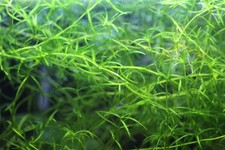 Nixkraut (Naja guadelupensis) schöne Portion aus 30l Garnelenbecken