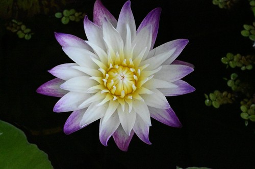 Tropische seerose purple - tropische, 'purple