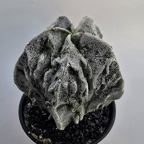 Ausgefallener astrophytum - ausgefallener,