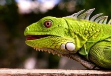 Junggrüner Leguan aus