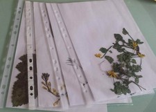 Pflanzen für Herbarium