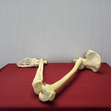 anatomische Modell, Anatomiemodell,Beinskelett