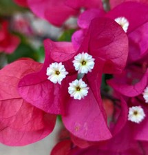Bougainvillea spectabilis |