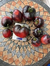 Tomatensamen „Sergeant Pepper‘s“ Anthocyan, 10 Samen