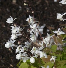 Zweiblättrige Elfenblume -