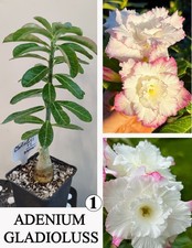 ADENIUM GLADIOLUSS  N1