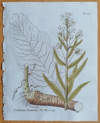 Vietz icones plantarum - vietz,