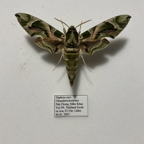 Entomologie*Daphnis