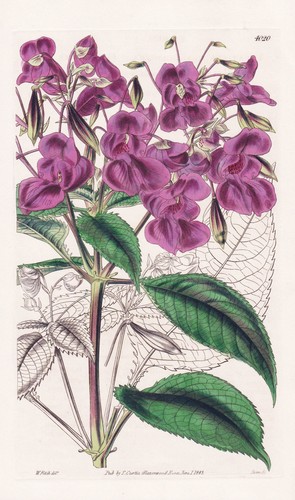 Impatiens glanduligera india - glanduligera,