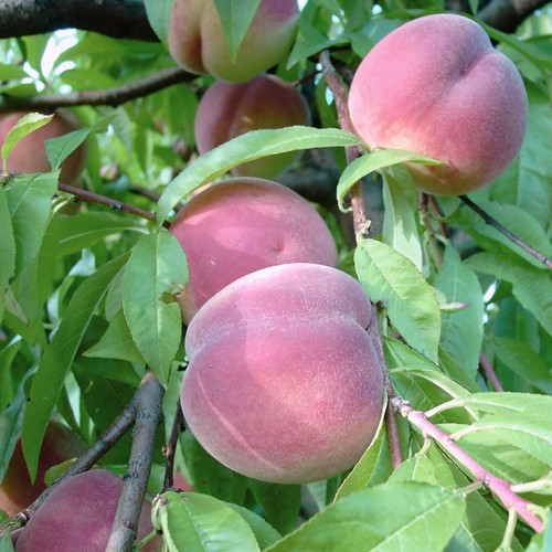 Pfirsichbaum benedicte - pfirsichbaum,