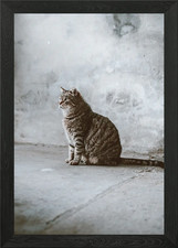 Katze Foto gerahmt Wandbild