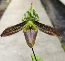 Orchidee Paphiopedilum Paph. wardii Dark Wing, mit Knospe /warm Versand