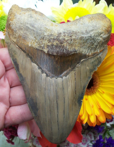 Massiver megalodon haizahn - massiver,
