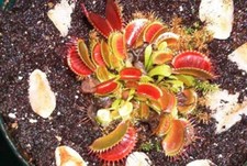 Fleischfressende Jungpflanze