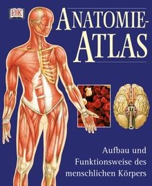 Anatomie atlas aufbau - aufbau, und