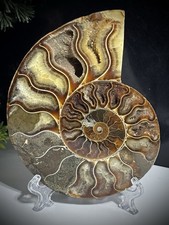 Ammonit Kristall Fossil groß